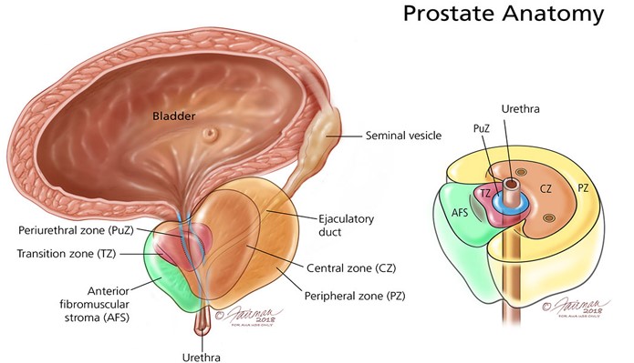 prostate anatomy